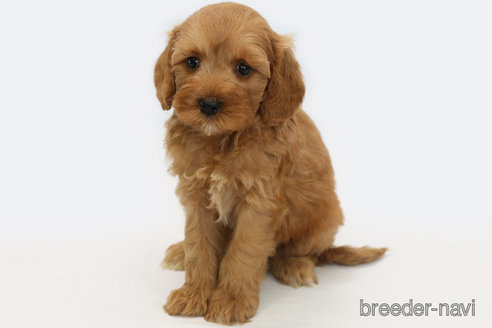 成約済の神奈川県のキャバプー:キャバリア×トイプードル-335900の2枚目